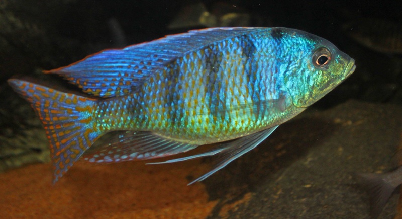 Mylochromis ericotaenia 'Manda'