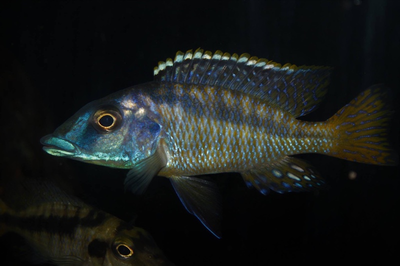 Mylochromis sp. 'mchuse' Nkanda