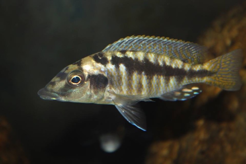 Mylochromis sp. 'mchuse' Nkanda