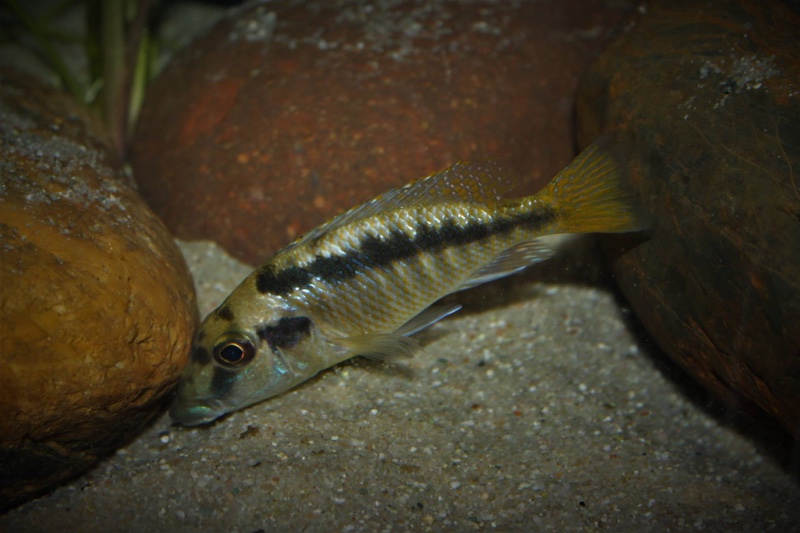 Mylochromis sp. 'mchuse' Nkanda