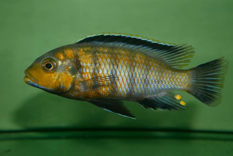 Petrotilapia genalutea 'Hongi Island'