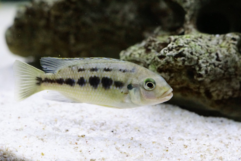 Petrotilapia genalutea 'Makokola'