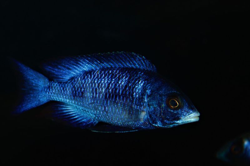 Placidochromis phenochilus 'Mdoka Reef'