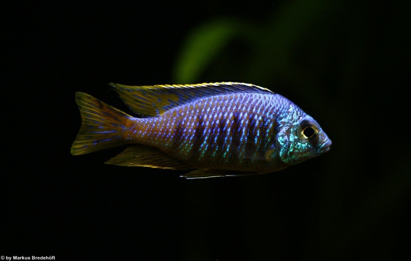 Placidochromis sp. 'jalo' Jalo Reef