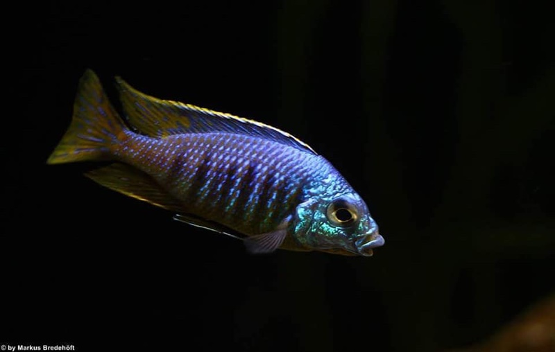 Placidochromis sp. 'jalo' Jalo Reef