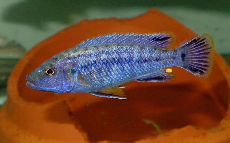 Pseudotropheus benetos 'Magunga'