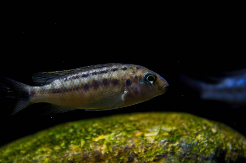 Pseudotropheus galanos 'Mbenji Island'