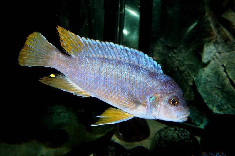 Pseudotropheus sp. 'aggressive yellow fin' Chizumulu Island