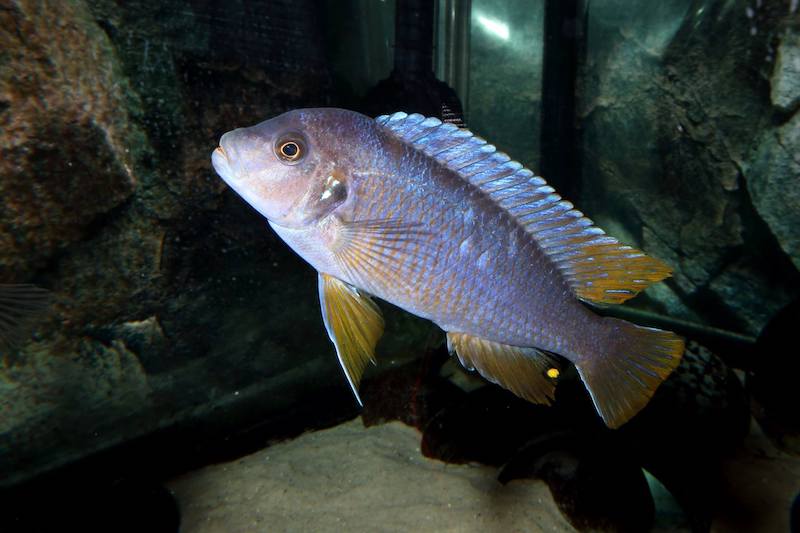 Pseudotropheus sp. 'aggressive yellow fin' Chizumulu Island