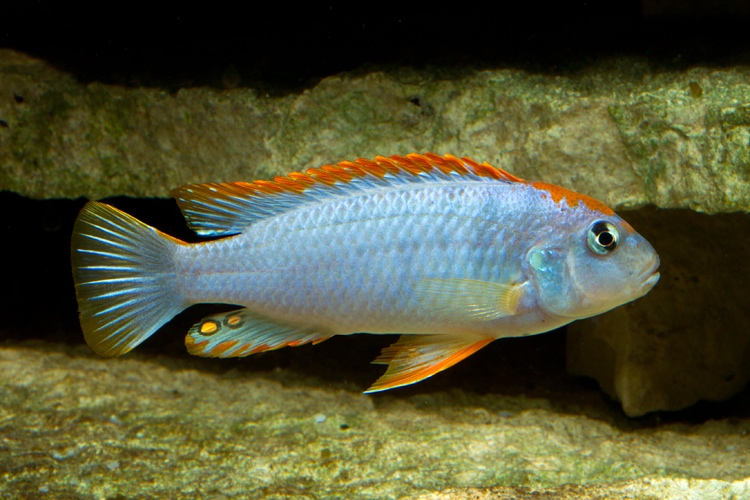 Pseudotropheus sp. 'red top ndumbi' Ndumbi Point; Pseudotropheus sp ...