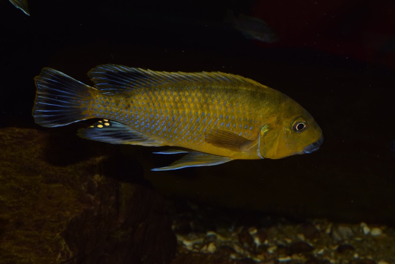 Pseudotropheus sp. 'williamsi north' Makonde