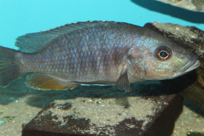 Stigmatochromis modestus 'Mbenji Island'