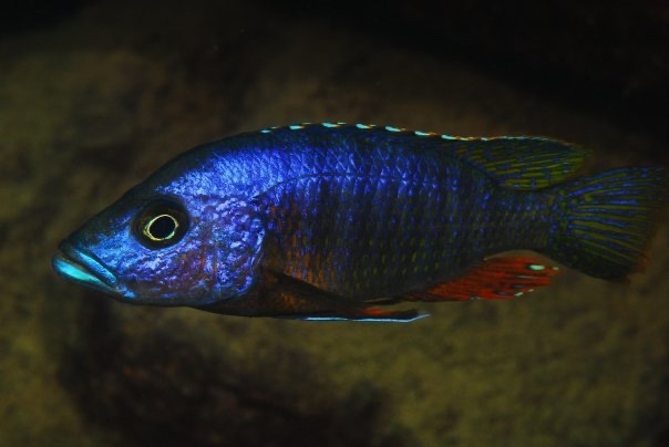 Stigmatochromis modestus 'Nakantenga Island'