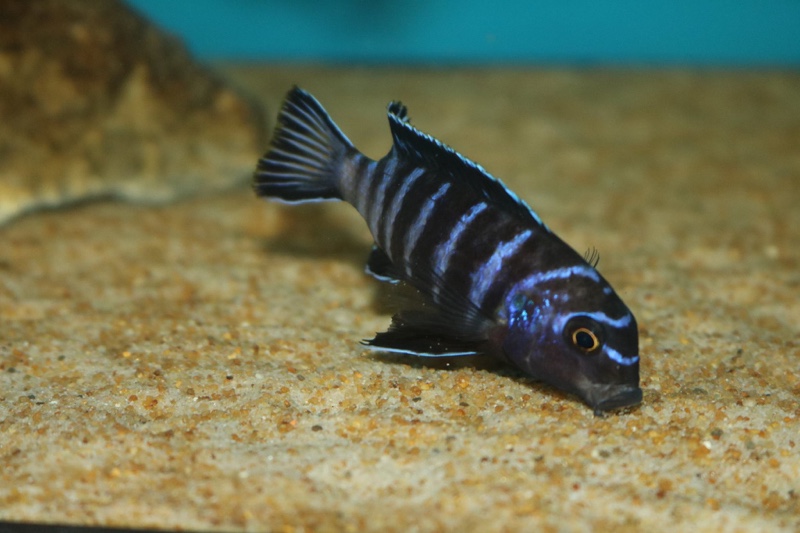 Tropheops sp. 'elongatus chizumulu' Chizumulu Island