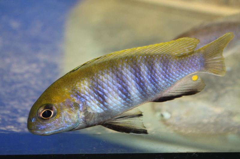 Tropheops sp. 'macrophthalmus chitimba blue' Gallireya Reef