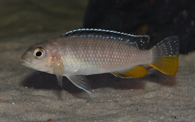 Tropheops sp. 'red fin' Usisya