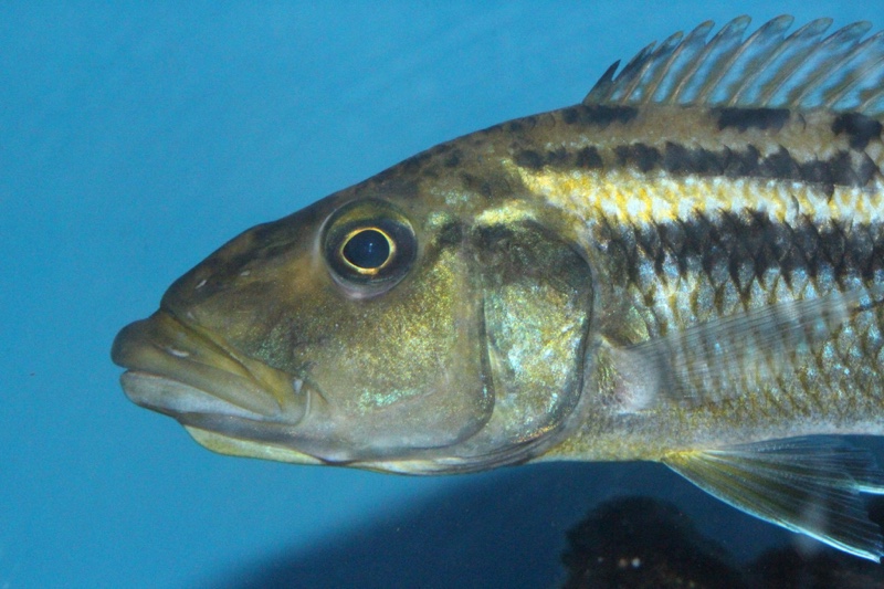 Tyrannochromis maculiceps 'Mbenji Island'