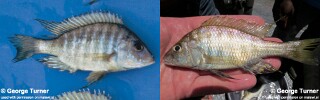 Alticorpus geoffreyi
