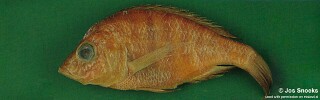 Alticorpus sp. &#39;mentale bicuspid&#39;