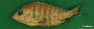 Alticorpus sp. &#39;bicuspid bis&#39; Senga Bay
