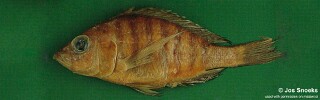 Alticorpus sp. &#39;bicuspid small-scale&#39; Senga Bay