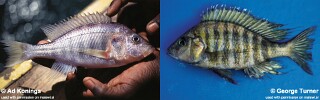 Alticorpus