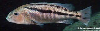 Aristochromis christyi &#39;Chiwi Rocks&#39;