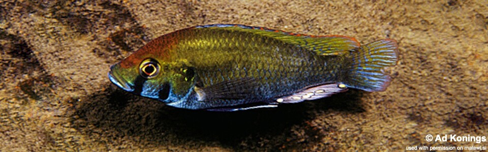 Astatotilapia calliptera 'Thumbi East Island'