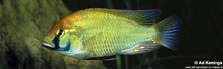 Astatotilapia calliptera &#39;Mbenji Island&#39;