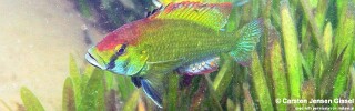 Astatotilapia calliptera &#39;Namalenje Island&#39;