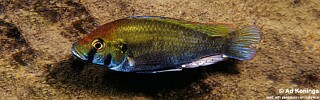 Astatotilapia calliptera &#39;Thumbi East Island&#39;
