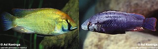 Astatotilapia