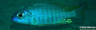 Aulonocara brevinidus &#39;Masimbwe Island&#39;