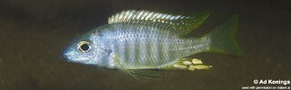 Aulonocara brevinidus &#39;Nkhomo Reef&#39;