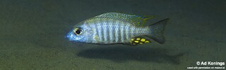 Aulonocara brevinidus &#39;Wikihi&#39;
