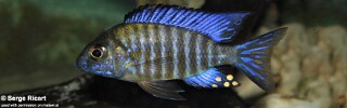 Aulonocara ethelwynnae 'Chilumba Bay'.jpg