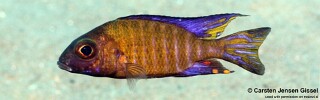 Aulonocara ethelwynnae &#39;Chitande Island&#39;