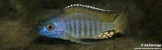 Aulonocara gertrudae &#39;Chiofu&#39;