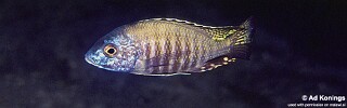 Aulonocara gertrudae &#39;Lumessi&#39;