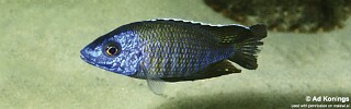 Aulonocara gertrudae &#39;Lundu&#39;