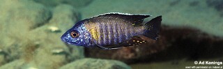 Aulonocara gertrudae &#39;Lupingu&#39;