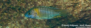 Aulonocara gertrudae &#39;Magunga&#39;