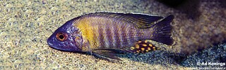 Aulonocara gertrudae &#39;Makonde&#39;