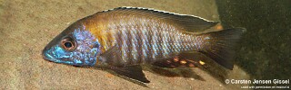 Aulonocara gertrudae &#39;Manda&#39;