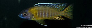 Aulonocara gertrudae &#39;Masinje&#39;
