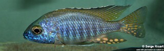 Aulonocara gertrudae &#39;Monkey Bay&#39;