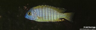 Aulonocara gertrudae &#39;Narungu&#39;