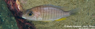 Aulonocara gertrudae &#39;Ngwasi&#39;