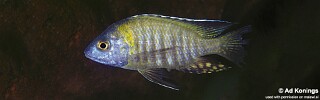 Aulonocara gertrudae &#39;Nkanda&#39;