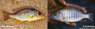 Aulonocara guentheri
